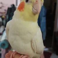 اسباب بازی بچه