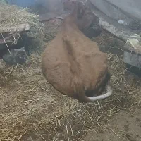 دو عدد لیشه محلی سالم|حیوانات مزرعه|احمدسرگوراب, |دیوار