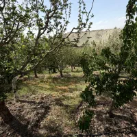وادان-زمین-وباغ-45-هزارمتری-سند-تکبرگ-سرمایه-گذاری