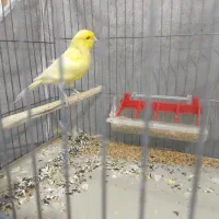 قناری نر و ماده با دوعدد قفس