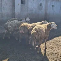 دامازدغ توغلو قوچ