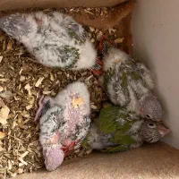 جوجه گیرینچیک دونخور و سرلاکی