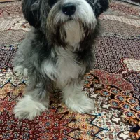 سگ شیتزو ۲ ساله