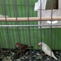 فنج|پرنده|خرمآباد, |دیوار