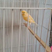 جوجه قناری|پرنده|تهران, شکوفه|دیوار