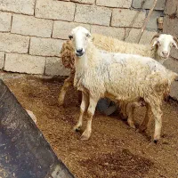 میش بره جوان