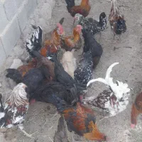 مرغ و خروس محلی