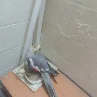 پرنده|پرنده|لواسان, |دیوار