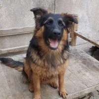 توله ژرمن ۸ماهه