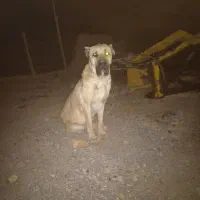 سگ سرابی|سگ|عطاملک, |دیوار