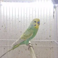 مرغ عشق رینبو|پرنده|قشم, |دیوار