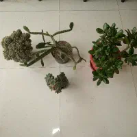 گل وکاکتوس