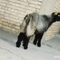 بره قوچی بختیاری اصل