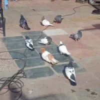 کبوتر رنگه|پرنده|هشتگرد, هشتگرد قدیم|دیوار