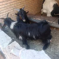 بیگ نر|حیوانات مزرعه|شوشتر, |دیوار