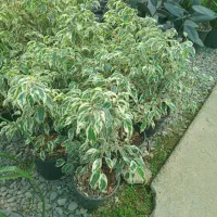 گل زیبای درختچه ای بنجامین سفید