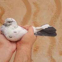 کله ای دمسیاه پرشی|پرنده|فلاورجان, |دیوار