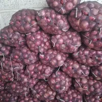 پیاز قرمز درجه ۱|عمده‌فروشی|هشترود, |دیوار