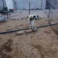 بز غاله نر|حیوانات مزرعه|هرسین, |دیوار