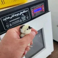 دستگاه جوجه کشی هدایت