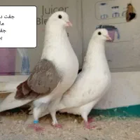 کبوتر پرشی بشرط و تضمین