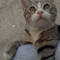 به یابنده این گربه درانزاب ۵۰۰ هزارتومان مژدگانی|گربه|مراغه, |دیوار