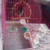 مرغ مینای سخنگو