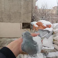 الوان آبی کاغذی کله زرد تهرانی