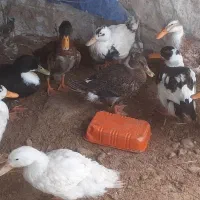 اردک پکنی سالم و معاوضه|حیوانات مزرعه|ماکلوان, |دیوار