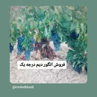 انگور دیم