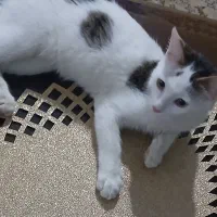 گربه