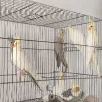 عروس هلندی به شرط|پرنده|قم, شهرک فاطمیه|دیوار