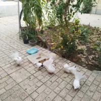 کبوتر|پرنده|مشهد, بهارستان|دیوار