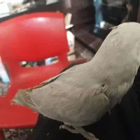 سلام سه عدد طوطی برزیلی(کوتوله)فول رام و دستی|پرنده|بافت, |دیوار