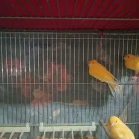 فروش قناری|پرنده|آباده, |دیوار