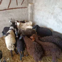بره بزغاله میش