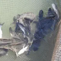 ماهی پیرعبدالله تازه زنده بدون استخون