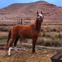 اسب نریون دره شوی۱۹ماهه