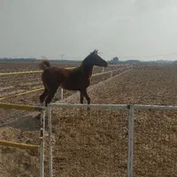 آموزش و پانسیون اسب|اسب و تجهیزات اسبسواری|پیشوا, |دیوار