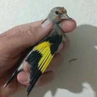 سهره