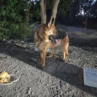 ژرمن ورک ماده