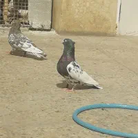 جفت کله|پرنده|شیراز, گلشن|دیوار