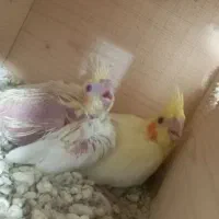 ۲عددجوجه عروس هلندی لوتینو سرلاکی|پرنده|چابهار, |دیوار