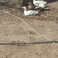 اردک ۵۰۰ دونه یی