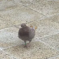 کفتر پلاکی شهرستانی  دورگ مسافتی|پرنده|پاکدشت, پاکدشت (مامازند)|دیوار