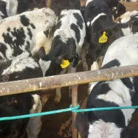 فروش گوساله قطع شیر|حیوانات مزرعه|ساروق, |دیوار