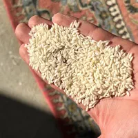 برنج عنبربو درجه یک شوشتر