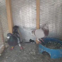 کفتر پرشی طوقی مسافتی فروشی|پرنده|آمل, |دیوار