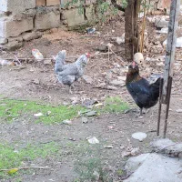 فروش تخم مرغ و مرغ گلین لری