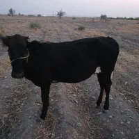 گاو خیلی  آروم مخصوص داشت آبستن هست